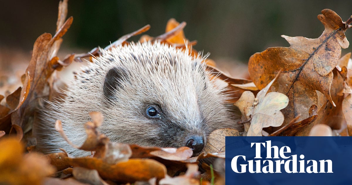 British Wildlife Photography Awards 2019 winners – in pictures