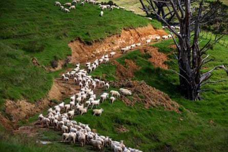 Sheep walk through the slip scarred landscape where of Steve’s farm.