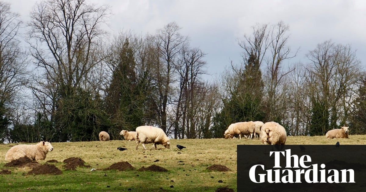 Country diary: a landscape reshaped by molehills | Environment | The Guardian