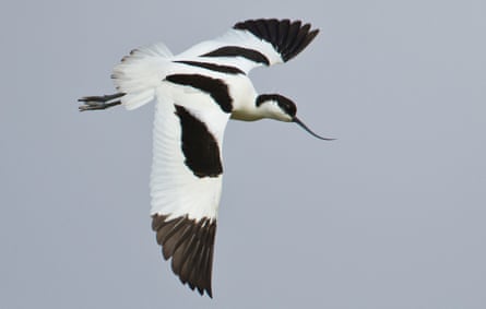 An avocet seabird