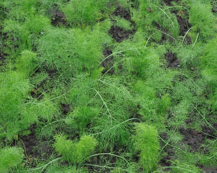 Green fennel fills the frame
