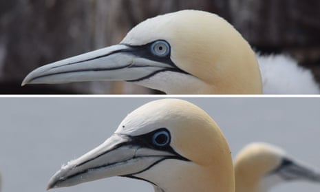 A gannet with its usual blue iris coloration (above) and one in which the iris has turned black.