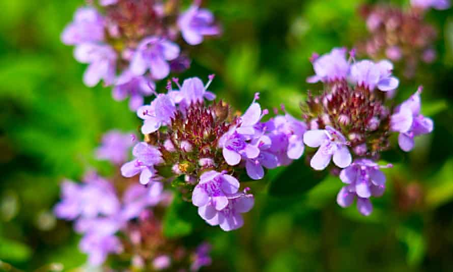 How to turn a patio into a green oasis | Gardening advice