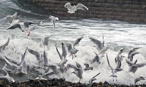 Black-headed gulls among the breaking waves.