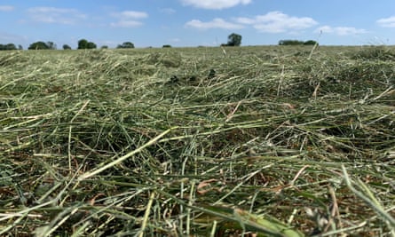 Country diary: The hay harvest has begun, and the air is vanilla-sweet, Farming