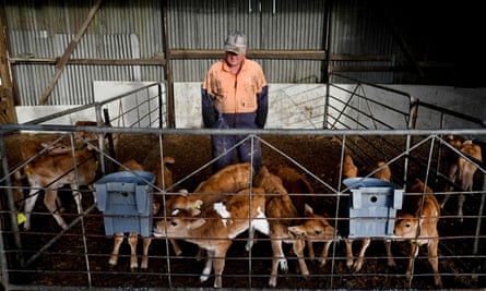 A farmer stands with calves