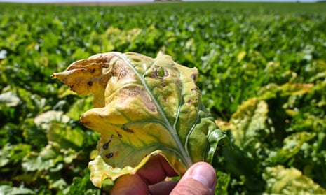A beet leaf infected with yellows virus.