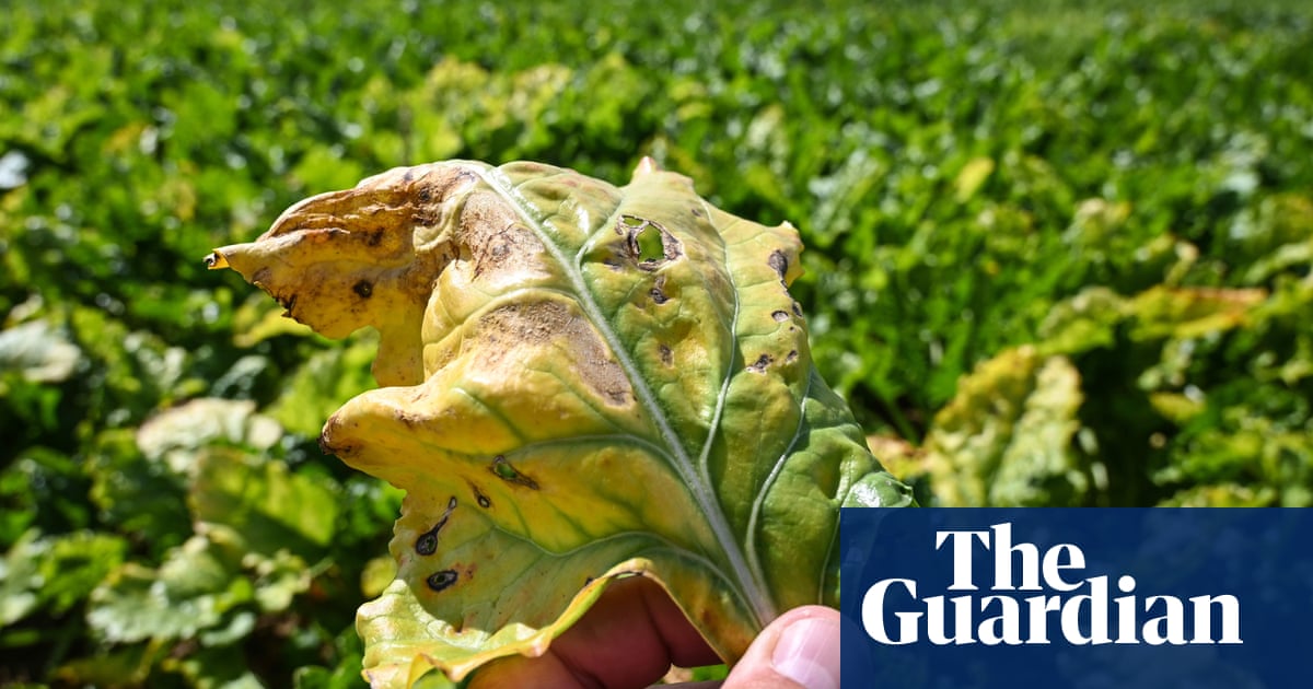 UK charities condemn ‘betrayal’ of allowing bee-killing pesticide in sugar beet crops