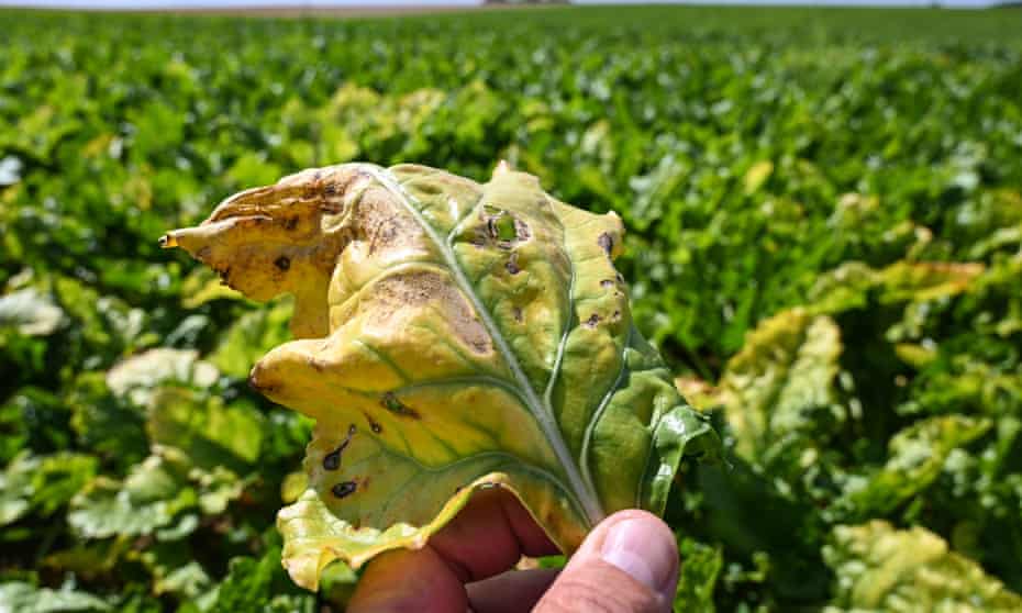A farmer shows a beet leaf, infected with beet yellows virus,