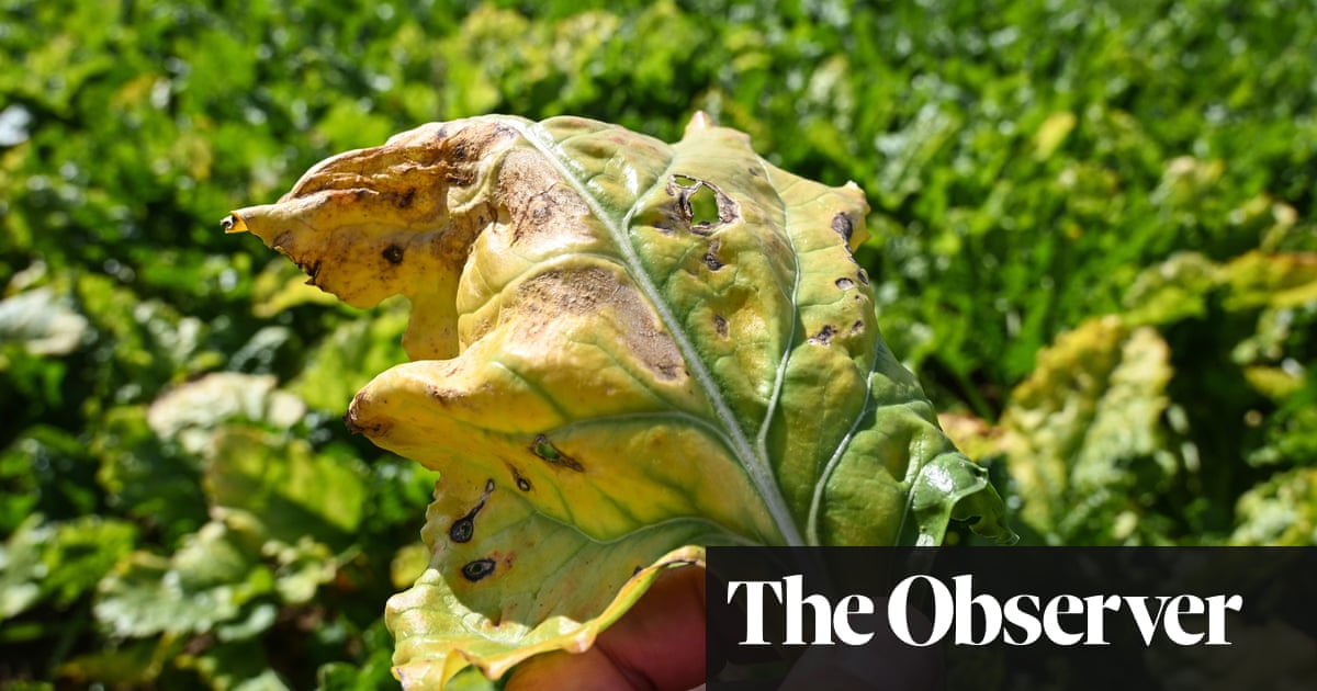 The Observer view on the UKs toxic stance on sugar farming | Observer editorial