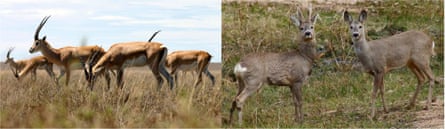 Countershading in gazelle and roe deer fur patterns.