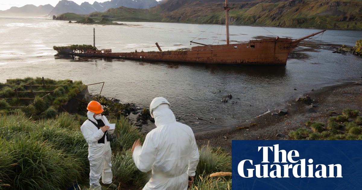 Rat Free South Georgia S Huge Rodent Eradication Project