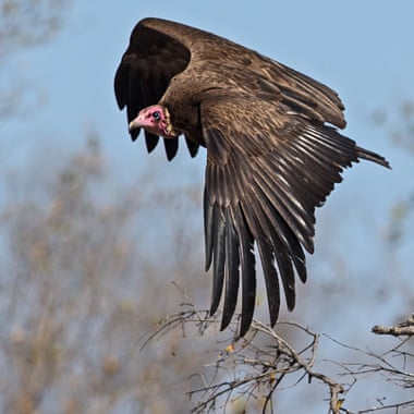 In Africa, mass poisonings largely linked to wildlife crimes are causing the loss of thousands of vultures each year