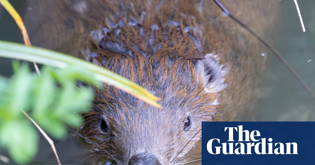 Beavers ‘breathe new life’ into Dorset as dams built and biodiversity returns
