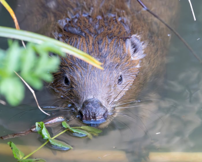 Beavers ‘breathe new life’ into Dorset as dams built and biodiversity returns