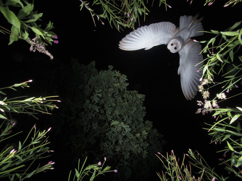 ภาพ Barn owl hovering โดยช่างภาพ Roy Rimmer