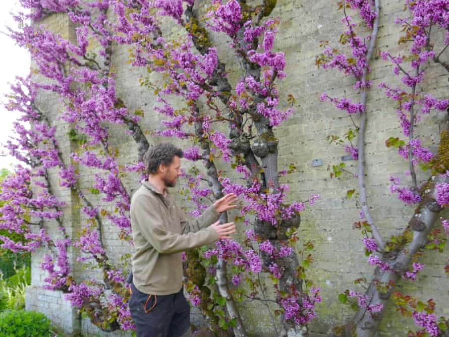 Wrest Park’s head gardener, Andrew Luke, and the estate’s Judas tree. Bedfordshire, UK