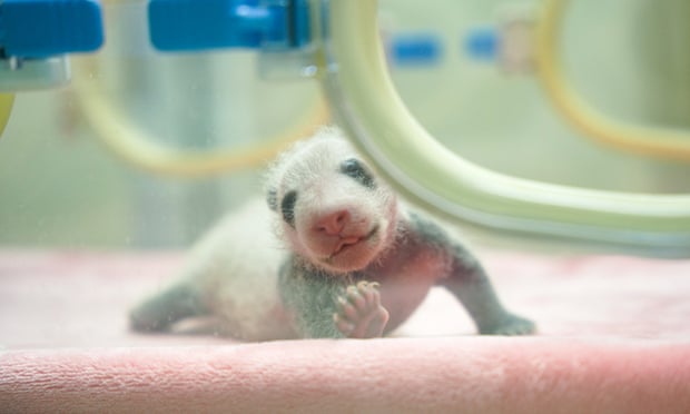 Panda cub