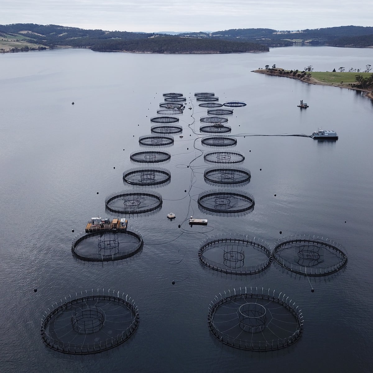 Food for thought: carbon footprint of salmon and chicken farming mostly  stems from feed, study suggests | Farming | The Guardian