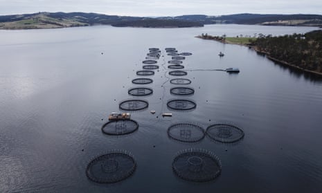 salmon farms