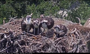 Ospreys captured by a bird cam set up by Cornell University