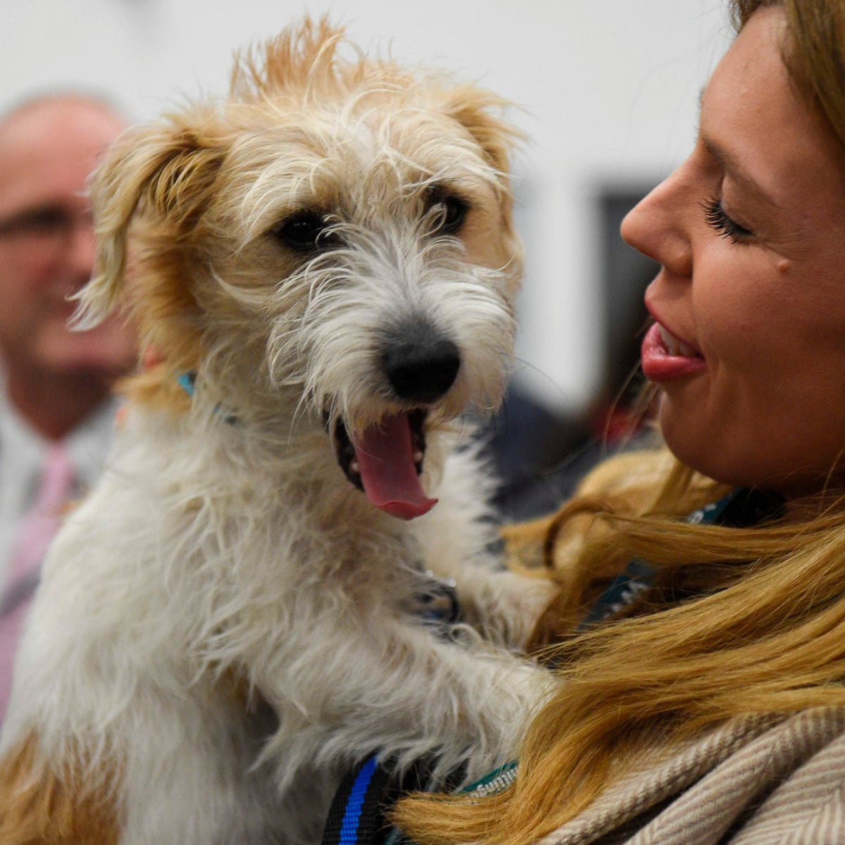 The Diary Of Dilyn The Dog No 10 Has More Reshuffles Than Wolf Hall Boris Johnson The Guardian