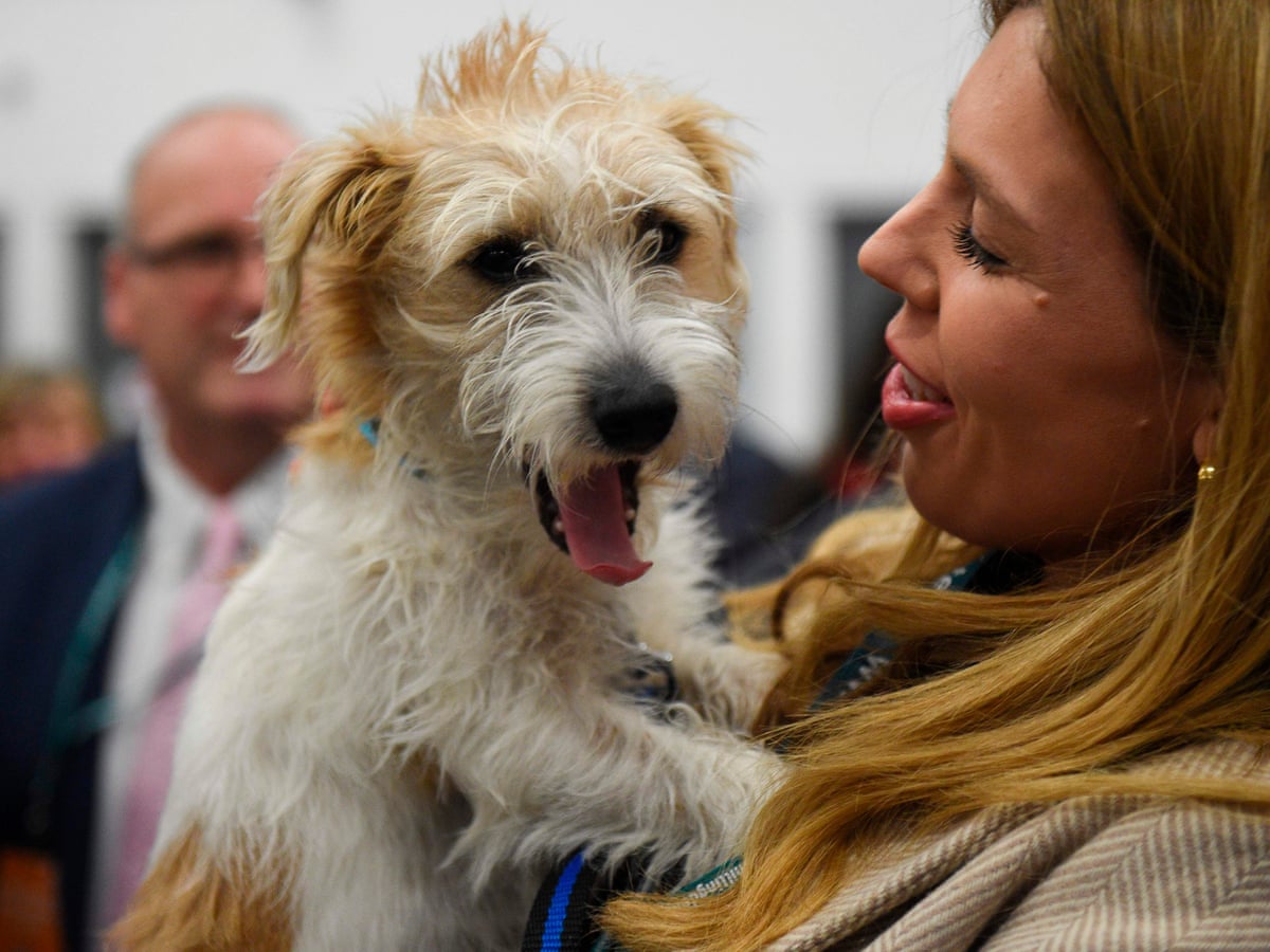 The Diary Of Dilyn The Dog No 10 Has More Reshuffles Than Wolf Hall Boris Johnson The Guardian