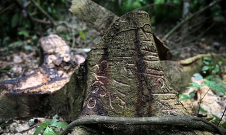 A different kind of Edgeland … a tree trunk is carved with markings in an unreserved forest in the town of Igede in Nigeria’s southwest state of Ekiti.