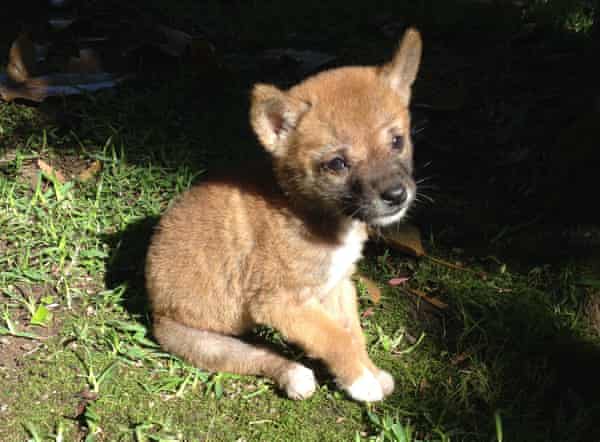 Sandy the dingo at three weeks of age