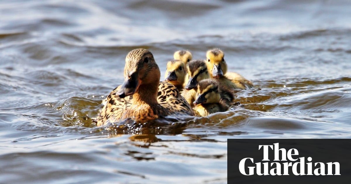Wildlife On Your Doorstep Share Your May Photos