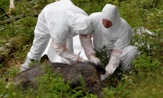 Vets of a salvage team wearing protective suits inspect a dead boar