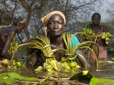 Bol Kek, 45, from Paguir, collects water lily bulbs to be ground up and made into an edible paste