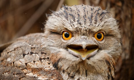 Tawny Frogmouth.