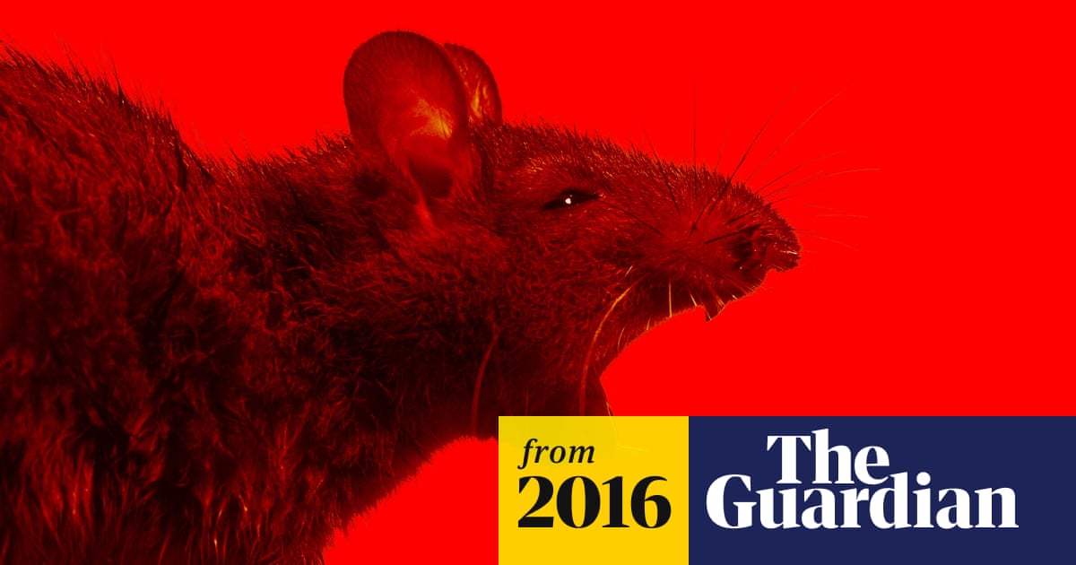 Man v rat: could the long war soon be over? | Jordan Kisner