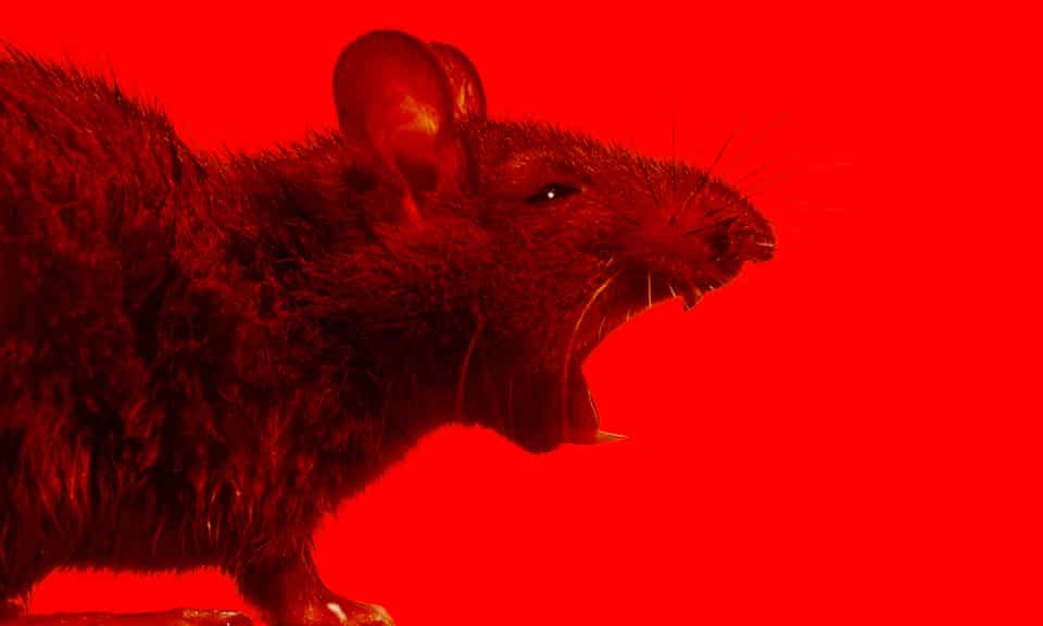 Man V Rat Could The Long War Soon Be Over Science The Guardian Man V Rat Could The Long War Soon Be Over Science The Guardian