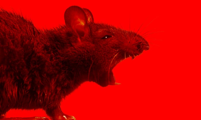 Rat Rat Poop