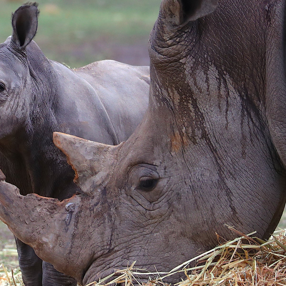 Scientists Plan To Flood Black Market With Fake Rhino Horn To Reduce Poaching Environment The Guardian