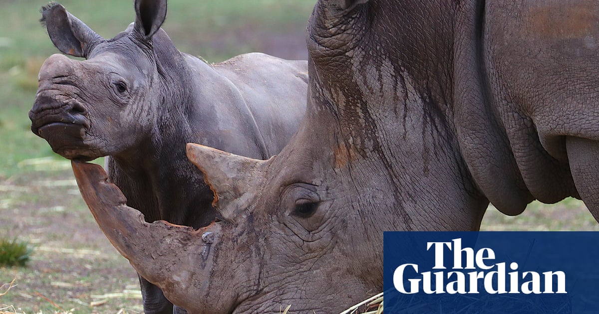 Scientists Plan To Flood Black Market With Fake Rhino Horn To