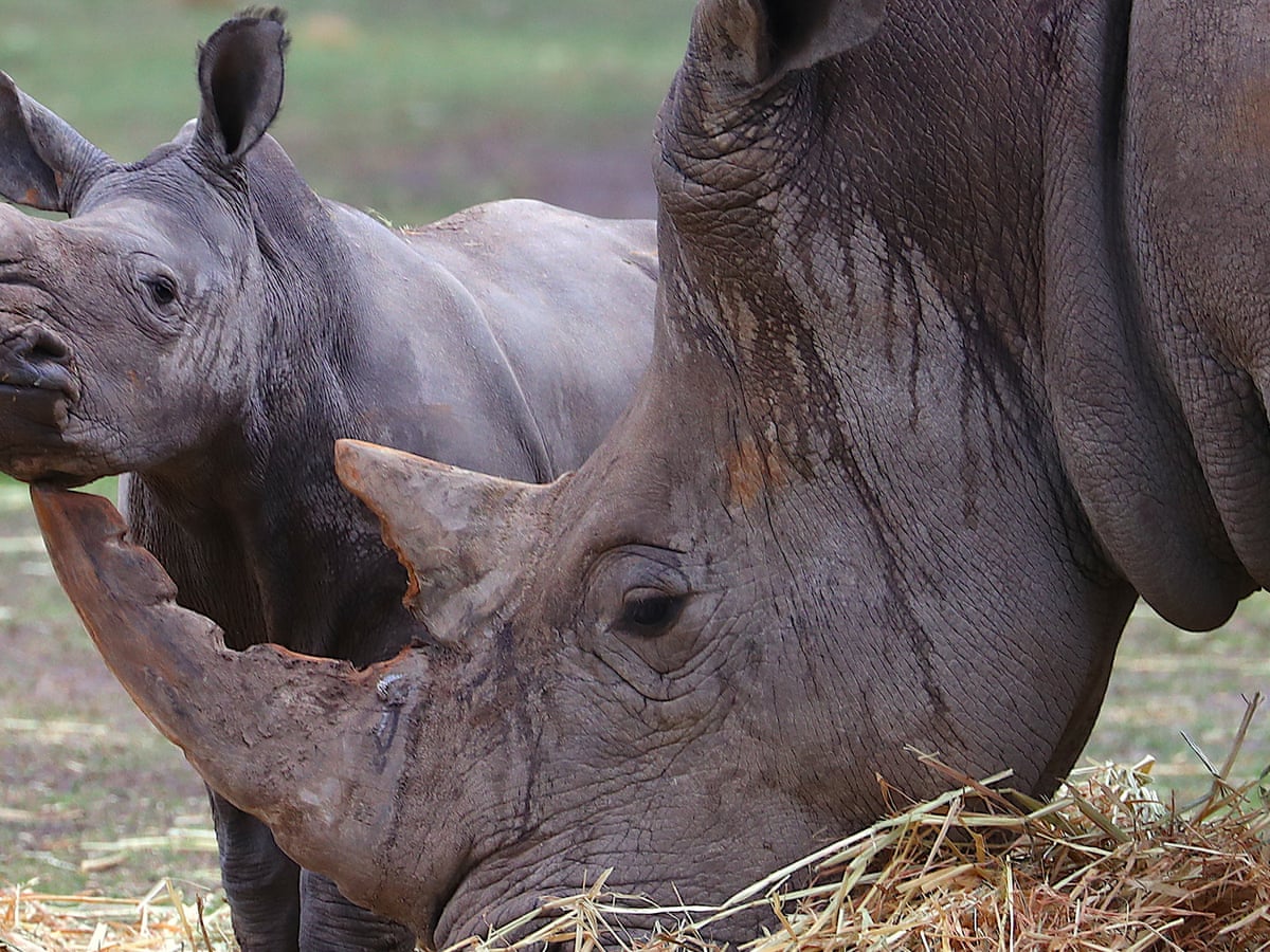 Scientists Plan To Flood Black Market With Fake Rhino Horn To Reduce Poaching Environment The Guardian