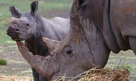 A white rhino calf rubs against its mother’s horn