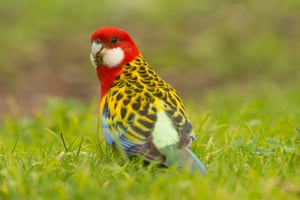 An eastern rosella