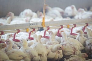 Inside the poultry house at Penrhos Poultry in Kington, England.