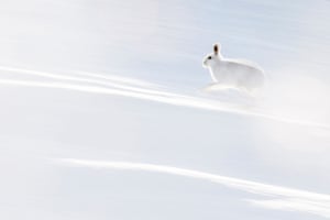 Action, joint winner: Hermann Hirsch, â€˜White flashâ€™ (Arctic hare, Scotland)