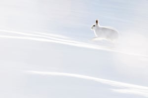 Action, joint winner: Hermann Hirsch, ‘White flash’ (Arctic hare, Scotland)