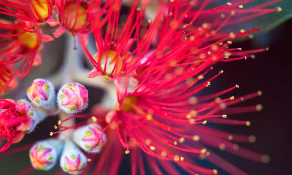 Extreme close-up of bottlebrush (Callistemon) flower in bloom