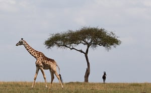 Uma girafa vista andando com uma árvore solitária ao fundo e um animal com chifres mostrado à direita