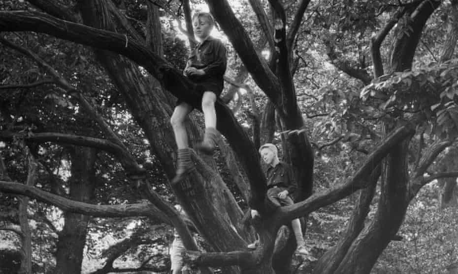 Children playing in a tree, circa 1935