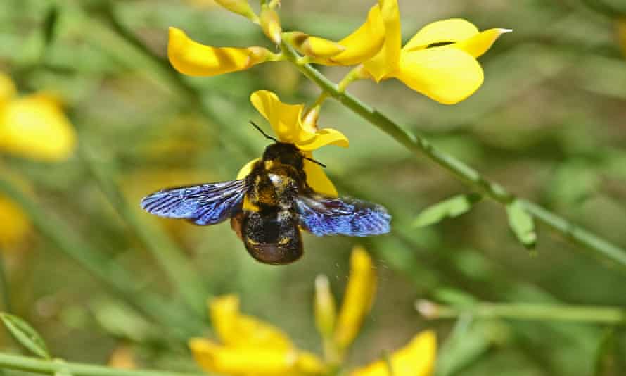 A violet carpenter bee