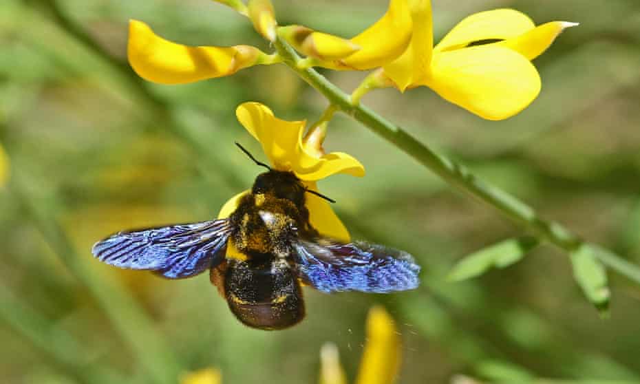 The violet carpenter bee can reach 3cm long.