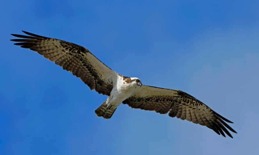 An osprey in flight